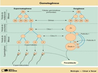 aula de menstruacao.ppt