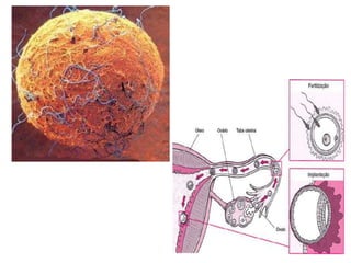 aula de menstruacao.ppt