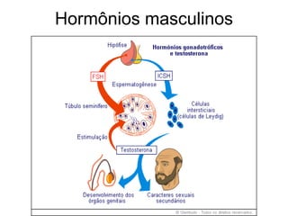 Hormônios masculinos
 
