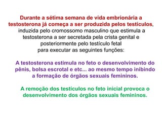 Durante a sétima semana de vida embrionária a
testosterona já começa a ser produzida pelos testículos,
induzida pelo cromossomo masculino que estimula a
testosterona a ser secretada pela crista genital e
posteriormente pelo testículo fetal
para executar as seguintes funções:
A testosterona estimula no feto o desenvolvimento do
pênis, bolsa escrotal e etc... ao mesmo tempo inibindo
a formação de órgãos sexuais femininos.
A remoção dos testículos no feto inicial provoca o
desenvolvimento dos órgãos sexuais femininos.
 