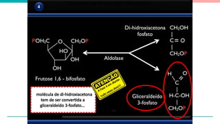 Conversão da frutose 1,6 – bifosfato a
di-hidroxicetona fosfato e gliceraldeído 3-fosfato
4
molécula de di-hidroxiacetona
tem de ser convertida a
gliceraldeído 3-fosfato...
A Fase 4 em diante:
tudo vezes dois!!!
 