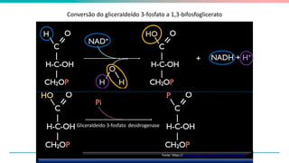 Conversão do gliceraldeído 3-fosfato a 1,3-bifosfoglicerato
6
Gliceraldeído 3-fosfato desidrogenase
Fonte: https://www.youtube.com/watch?v=fOUjDY7gIWw
 