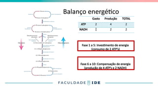 Balanço energético
Gasto Produção TOTAL
ATP 2 4 2
NADH  2 2
Fase 1 a 5: Investimento de energia
(consumo de 2 ATP’s)
Fase 6 a 10: Compensação de energia
(produção de 4 ATP’s e 2 NADH)
 
