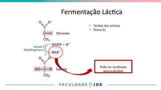 Fermentação Láctica
o Tecidos dos animais
o Pouco O2
Pode ser reutilizado
para a glicólise
 