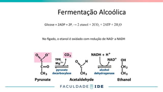 Fermentação Alcoólica
Glicose + 2ADP + 2Pi → 2 etanol + 2CO2 + 2ATP + 2H2O
No fígado, o etanol é oxidado com redução de NAD+ a NADH
 
