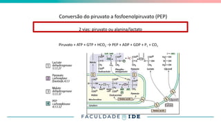 Conversão do piruvato a fosfoenolpiruvato (PEP)
Piruvato + ATP + GTP + HCO3
- → PEP + ADP + GDP + P1 + CO2
1
2 vias: piruvato ou alanina/lactato
 