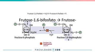 Frutose-1,6-bifosfato → Frutose-
6-fosfato
Frutose-1,6-fosfato + H2O→ Frutose-6-fosfato + Pi
2
 