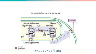 Glicose-6-fosfato → Glicose
Glicose-6-fosfato + H2O→ Glicose + Pi
3
 