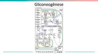 Gliconeogênese
 