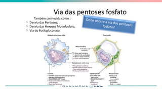 Via das pentoses fosfato
Também conhecida como :
o Desvio das Pentoses;
o Desvio das Hexoses Monofosfato;
o Via do Fosfogluconato.
 