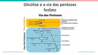 Glicólise e a via das pentoses
fosfato
 
