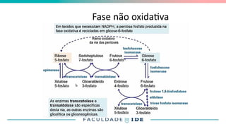 Fase não oxidativa
 