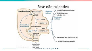 Fase não oxidativa
 
