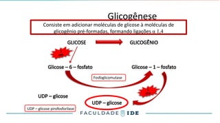 Glicogênese
GLICOSE GLICOGÊNIO
Glicose – 6 – fosfato Glicose – 1 – fosfato
Fosfoglicomutase
UDP – glicose
UDP – glicose pirofosforilase
Consiste em adicionar moléculas de glicose à moléculas de
glicogênio pré-formadas, formando ligações α 1,4
1
ATP
1
UTP
UDP – glicose
 