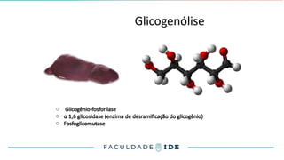 Glicogenólise
o Glicogênio-fosforilase
o α 1,6 glicosidase (enzima de desramificação do glicogênio)
o Fosfoglicomutase
 
