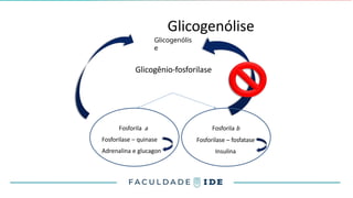 Glicogenólise
Glicogênio-fosforilase
Fosforila a
Fosforilase – quinase
Adrenalina e glucagon
Fosforila b
Fosforilase – fosfatase
Insulina
Glicogenólis
e
 