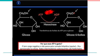 1
Conversão da glicose em glicose-6-fosfato
1
Transferência do fosfato do ATP para a glicose
Por que esse ATP é gasto?
P tem carga negativa e não passa pela camada bilipídica (apolar)...fica
aprisionada na célula. Todos intermediários subsequentes são fosforilados.
1
ATP
 