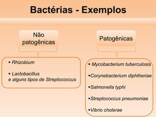 Bactérias - Exemplos
Patogênicas
Não
patogênicas
 Rhizobium
 Lactobacillus
e alguns tipos de Streptococcus
 Mycobacterium tuberculosis
Corynebacterium diphtheriae
Salmonella typhi
Streptococcus pneumoniae
Vibrio cholerae
 