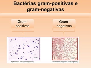 Bactérias gram-positivas e
gram-negativas
Gram-
positivas
Gram-
negativas
 