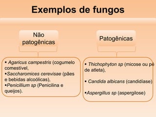 Exemplos de fungos
Patogênicas
Não
patogênicas
 Agaricus campestris (cogumelo
comestível,
Saccharomices cerevisae (pães
e bebidas alcoólicas),
Penicillium sp (Penicilina e
queijos).
 Thichophyton sp (micose ou pé
de atleta),
 Candida albicans (candidíase),
Aspergillus sp (aspergilose)
 
