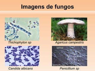 Imagens de fungos
Thichophyton sp Agaricus campestris
Candida albicans Penicillium sp
 
