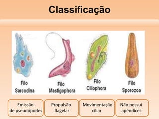 Classificação
Emissão Propulsão Movimentação Não possui
de pseudópodes flagelar ciliar apêndices
 
