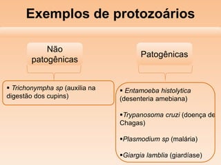 Exemplos de protozoários
Patogênicas
Não
patogênicas
 Trichonympha sp (auxilia na
digestão dos cupins)
 Entamoeba histolytica
(desenteria amebiana)
Trypanosoma cruzi (doença de
Chagas)
Plasmodium sp (malária)
Giargia lamblia (giardíase)
 