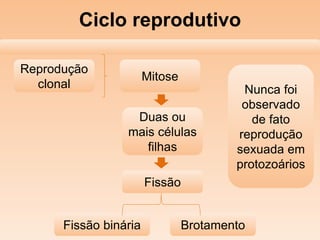 Ciclo reprodutivo
Mitose
Reprodução
clonal
Duas ou
mais células
filhas
Fissão
BrotamentoFissão binária
Nunca foi
observado
de fato
reprodução
sexuada em
protozoários
 