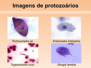 Imagens de protozoários
Trichonympha sp Entamoeba histolytica
Trypanosoma cruzi Giargia lamblia
 