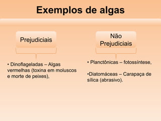 Exemplos de algas
Prejudiciais
Não
Prejudiciais
• Dinoflageladas – Algas
vermelhas (toxina em moluscos
e morte de peixes),
• Planctônicas – fotossíntese,
•Diatomáceas – Carapaça de
sílica (abrasivo).
 