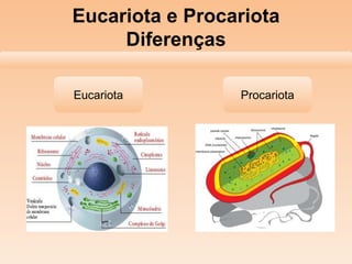 Eucariota e Procariota
Diferenças
Eucariota Procariota
 