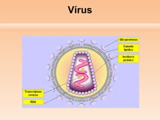 Vírus
 