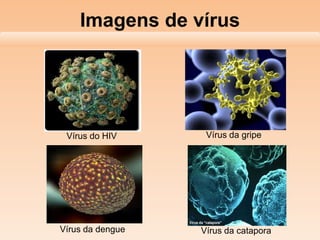 Imagens de vírus
Vírus do HIV Vírus da gripe
Vírus da cataporaVírus da dengue
 