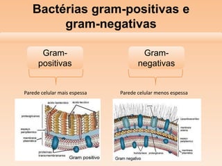 Bactérias gram-positivas e
gram-negativas
Grampositivas

Parede celular mais espessa

Gramnegativas

Parede celular menos espessa

 