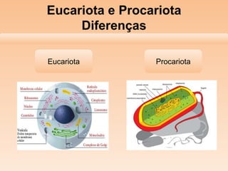 Eucariota e Procariota
Diferenças
Eucariota

Procariota

 