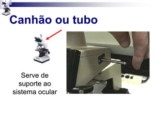 Canhão ou tubo
Serve de
suporte ao
sistema ocular
 