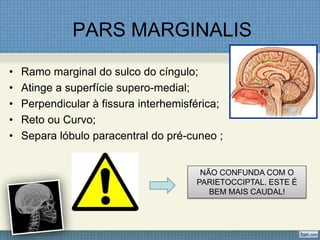 PARS MARGINALIS
•   Ramo marginal do sulco do cíngulo;
•   Atinge a superfície supero-medial;
•   Perpendicular à fissura interhemisférica;
•   Reto ou Curvo;
•   Separa lóbulo paracentral do pré-cuneo ;


                                        NÃO CONFUNDA COM O
                                       PARIETOCCIPTAL. ESTE É
                                          BEM MAIS CAUDAL!
 