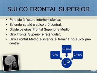 SULCO FRONTAL SUPERIOR
•   Paralelo à fissura interhemisférica;
•   Estende-se até o sulco pré-central;
•   Divide os giros Frontal Superior e Médio;
•   Giro Frontal Superior é retangular;
•   Giro Frontal Médio é inferior e termina no sulco pré-
    central;
                                      GPreC

                               GFS            GPosC


                                      LP
 