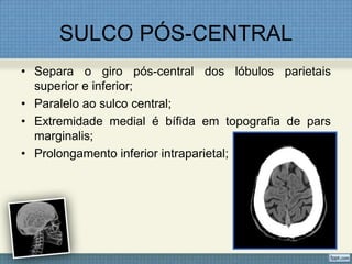 SULCO PÓS-CENTRAL
• Separa o giro pós-central dos lóbulos parietais
  superior e inferior;
• Paralelo ao sulco central;
• Extremidade medial é bífida em topografia de pars
  marginalis;
• Prolongamento inferior intraparietal;
 