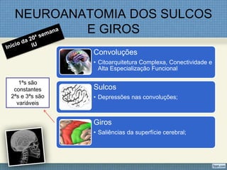 NEUROANATOMIA DOS SULCOS
         E GIROS
                Convoluções
                • Citoarquitetura Complexa, Conectividade e
                  Alta Especialização Funcional

   1ªs são
 constantes     Sulcos
2ªs e 3ªs são   • Depressões nas convoluções;
  variáveis


                Giros
                • Saliências da superfície cerebral;
 