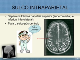 SULCO INTRAPARIETAL
• Separa os lobúlos parietais superior (superomedial) e
  inferior( inferolateral);
• Toca o sulco pós-central;
                     Sulco
                    Central!
 