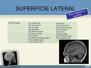 SUPERFÍCIE LATERAL
 