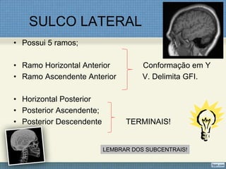 SULCO LATERAL
• Possui 5 ramos;

• Ramo Horizontal Anterior           Conformação em Y
• Ramo Ascendente Anterior           V. Delimita GFI.

• Horizontal Posterior
• Posterior Ascendente;
• Posterior Descendente         TERMINAIS!


                          LEMBRAR DOS SUBCENTRAIS!
 