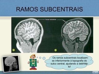 RAMOS SUBCENTRAIS




         Os ramos subcentrais localizam-
         se inferiormente à topografia do
        sulco central, ajudando a delimitá-
                         lo!
 