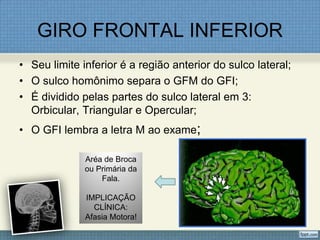 GIRO FRONTAL INFERIOR
• Seu limite inferior é a região anterior do sulco lateral;
• O sulco homônimo separa o GFM do GFI;
• É dividido pelas partes do sulco lateral em 3:
  Orbicular, Triangular e Opercular;
• O GFI lembra a letra M ao exame;

              Aréa de Broca
              ou Primária da
                  Fala.

              IMPLICAÇÃO
                CLÍNICA:
              Afasia Motora!
 