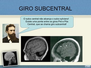GIRO SUBCENTRAL
 O sulco central não alcança o sulco sylviano!
   Existe uma ponte entre os giros Pré e Pós
    Central, que se chama giro subcentral!
 