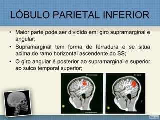 LÓBULO PARIETAL INFERIOR
• Maior parte pode ser dividido em: giro supramarginal e
  angular;
• Supramarginal tem forma de ferradura e se situa
  acima do ramo horizontal ascendente do SS;
• O giro angular é posterior ao supramarginal e superior
  ao sulco temporal superior;
 