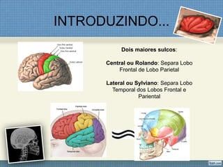 INTRODUZINDO...
           Dois maiores sulcos:

      Central ou Rolando: Separa Lobo
           Frontal de Lobo Parietal

      Lateral ou Sylviano: Separa Lobo
        Temporal dos Lobos Frontal e
                  Pariental
 