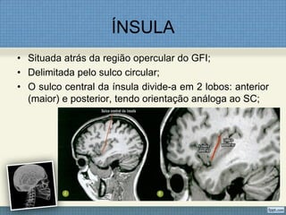 ÍNSULA
• Situada atrás da região opercular do GFI;
• Delimitada pelo sulco circular;
• O sulco central da ínsula divide-a em 2 lobos: anterior
  (maior) e posterior, tendo orientação análoga ao SC;
 