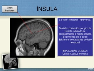 Giros
Insulares   ÍNSULA
                     E o Giro Temporal Transverso?


                     Também conhecido por giro de
                           Heschl, situando-se
                     posteriormente à região insular.
                         Se prolonga até o sulco
                     Sylviano e convexidade do lobo
                                temporal


                        IMPLICAÇÃO CLÍNICA:
                        Centro Auditivo Primário
 